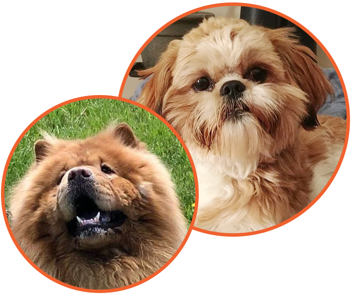 Chow Chow and Shih Tzu