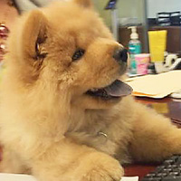 Chow Chows