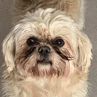 Shih Tzus