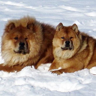Chow Chows in the Snow