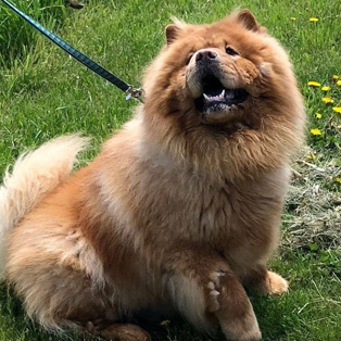 Happy Chow Chow