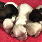 Puppy Resource