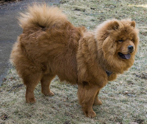 Red Rough Coat Chow