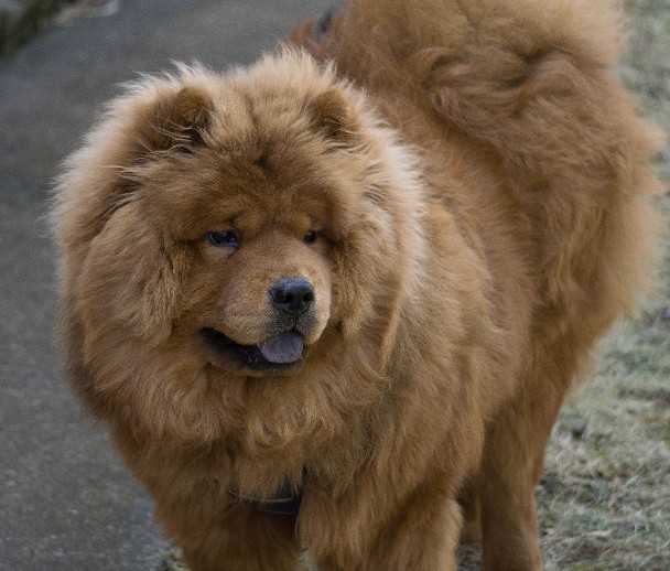 Red Rough Coat Male Chow