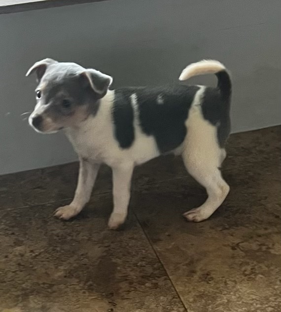 Rat Terrier Feist Mixed Breed Puppy