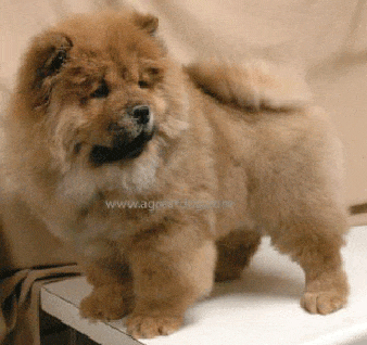 Male rough coat Chow puppy