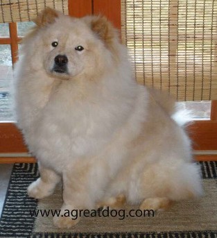 Cream Rough Coat Chow