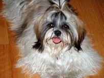Shih Tzu showing off