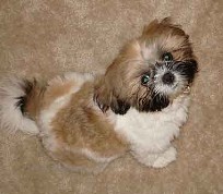 Shih Tzu Eemale Puppy